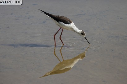 Échasse blanche