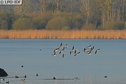 Échasse blanche