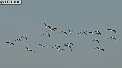 Échasse blanche