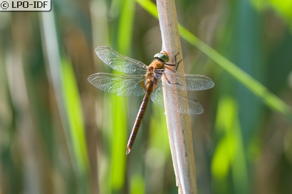 Aeschne isocèle