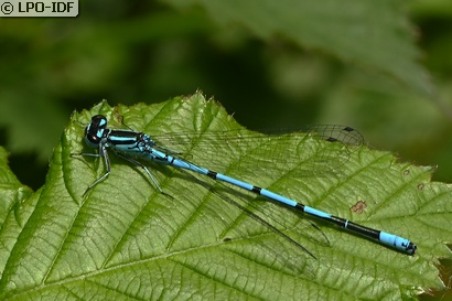 Agrion jouvencelle