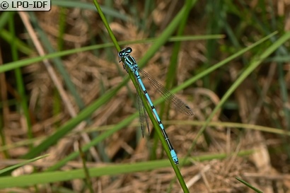 Agrion jouvencelle