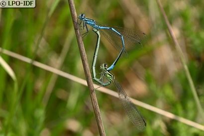Agrion jouvencelle