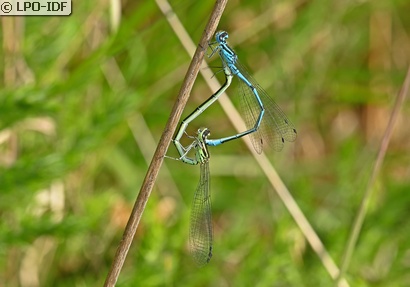 Agrion jouvencelle