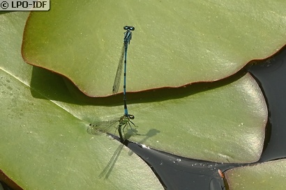 Agrion jouvencelle