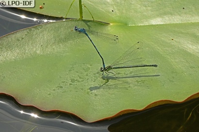 Agrion jouvencelle