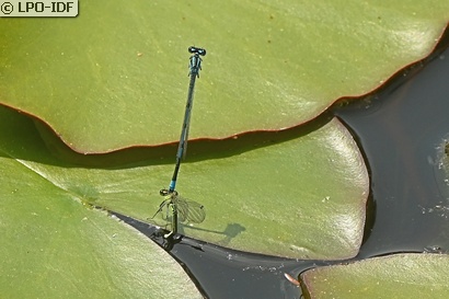 Agrion jouvencelle