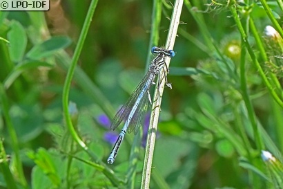 Agrion à larges pattes