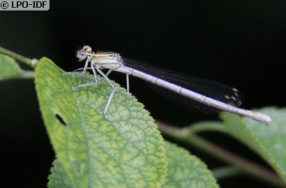 Agrion à larges pattes
