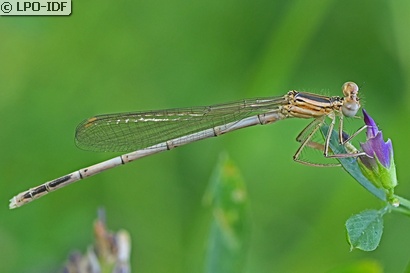Agrion à larges pattes