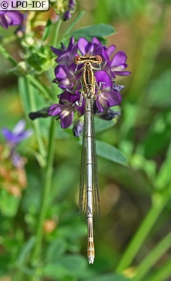 Agrion à larges pattes