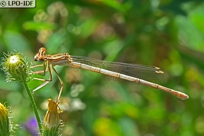 Agrion à larges pattes