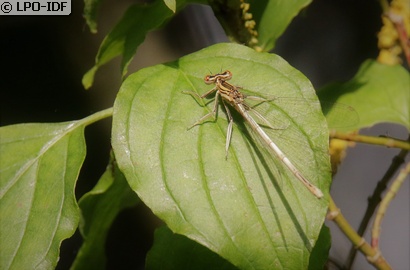 Agrion à larges pattes
