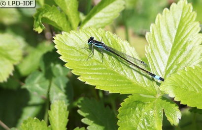 Agrion élégant