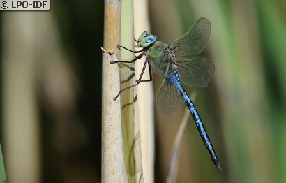 Anax empereur