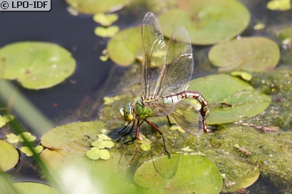 Anax empereur
