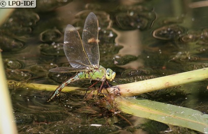 Anax empereur