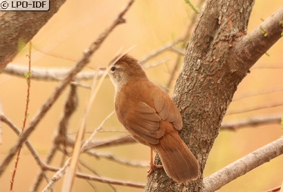 Bouscarle de Cetti