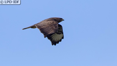 Buse variable