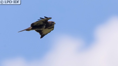 Buse variable