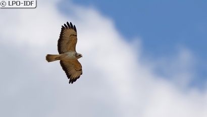 Buse variable