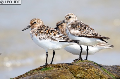 Bécasseau sanderling