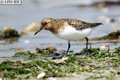 Bécasseau sanderling