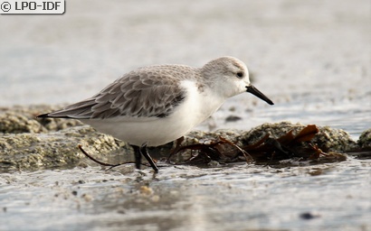 Bécasseau sanderling