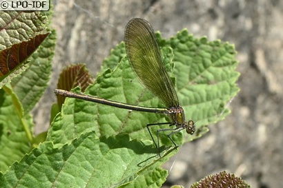 Caloptéryx éclatant