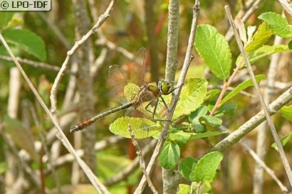 Cordulie bronzée