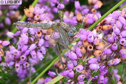 Crocothémis écarlate