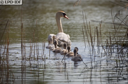 Cygne tuberculé