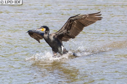 Grand Cormoran