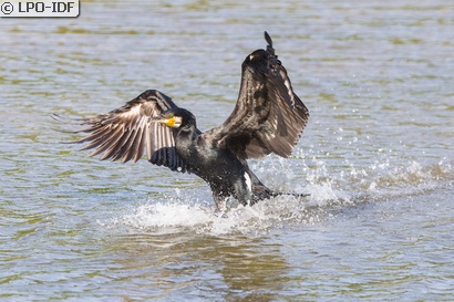 Grand Cormoran