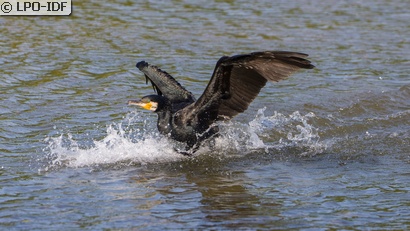 Grand Cormoran