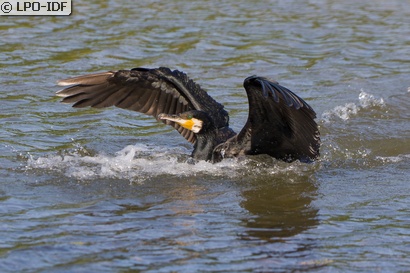 Grand Cormoran