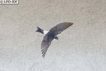 Hirondelle de fenêtre