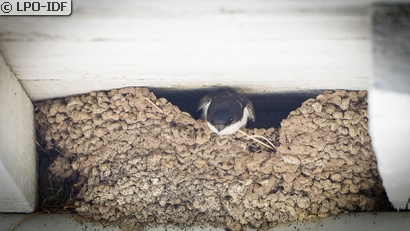 Hirondelle de fenêtre