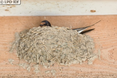 Hirondelle rustique