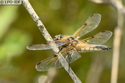 Libellule à quatre taches