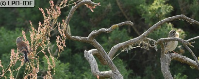 Linotte mélodieuse