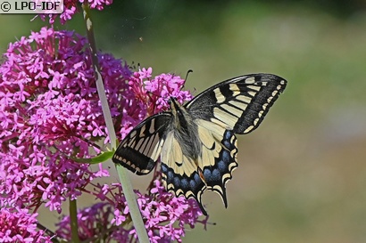 Machaon