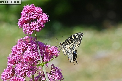 Machaon