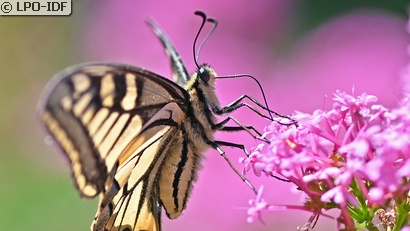 Machaon