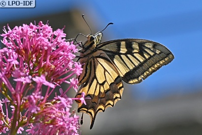 Machaon