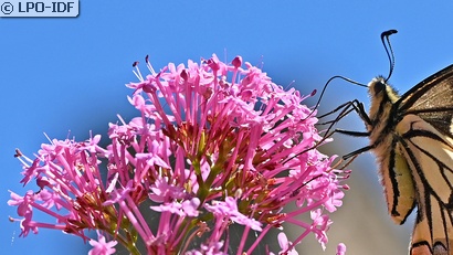 Machaon