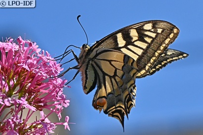 Machaon