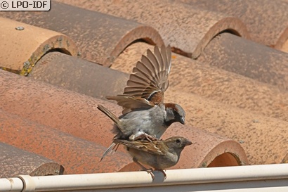 Moineau domestique