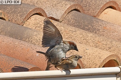 Moineau domestique