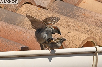 Moineau domestique